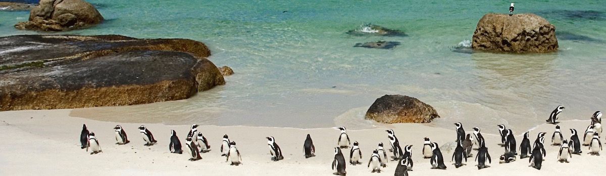 Penguins at Boulders beach in Cape Town la Baia