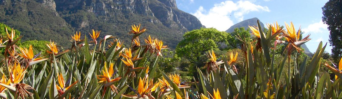 Table Mountain Kirstenbosch stay at villa la Baia luxurious rental in Camps Bay